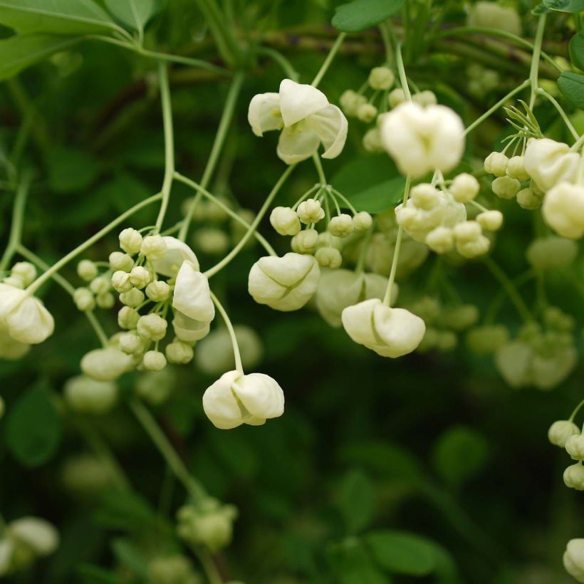 Akebia quinata Alba (Blüte)