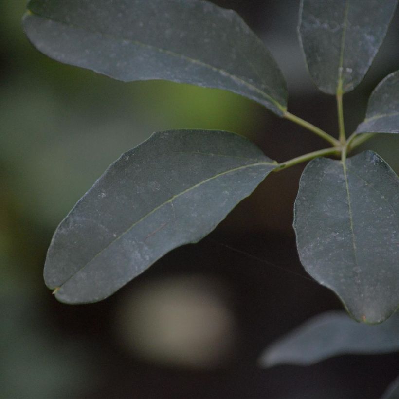 Akebia quinata var. Rosea (Laub)