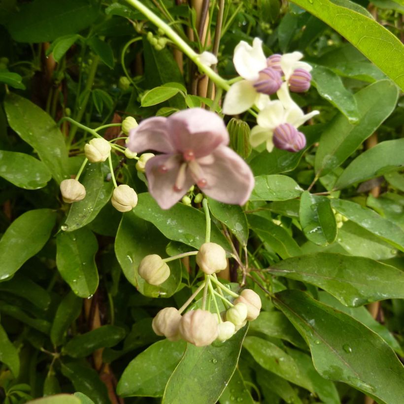 Akebia quinata Silver Bells (Blüte)