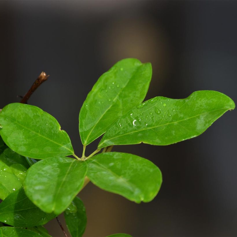 Akebia quinata Silver Bells (Laub)