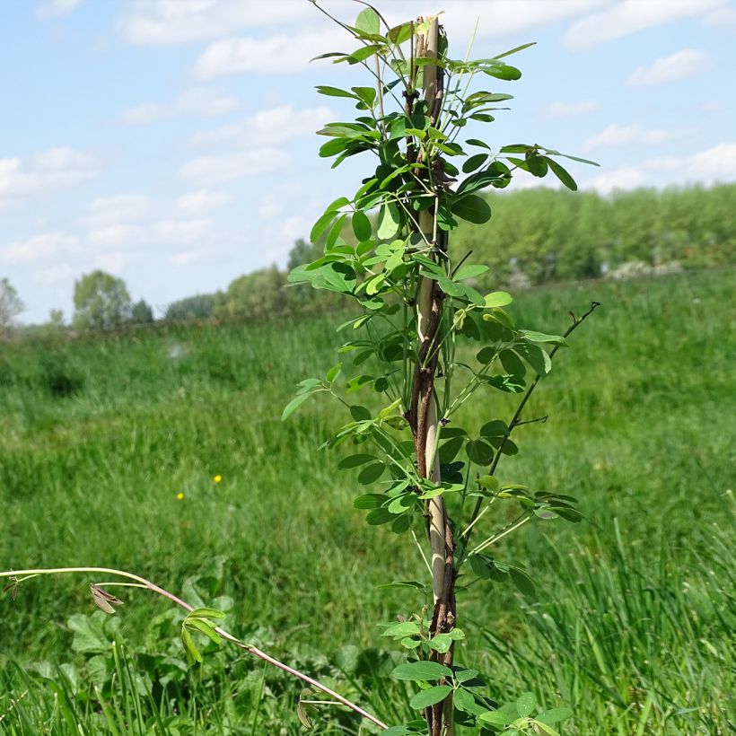 Akebia quinata Silver Bells (Hafen)