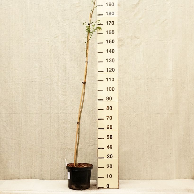 Exemplar von Albizia julibrissin Evey's Pride - Seidenakazie Topf mit 7,5L/10LGelieferte Höhe ca. 180/200cm wie im Frühjahr geliefert