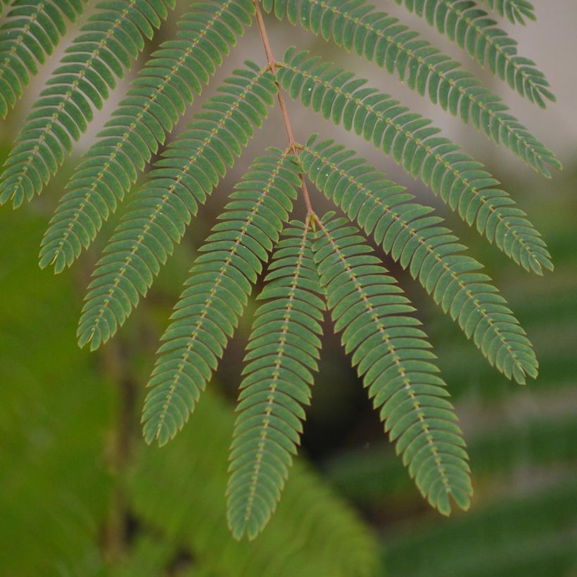 Albizia julibrissin Ombrella - Seidenakazie (Laub)