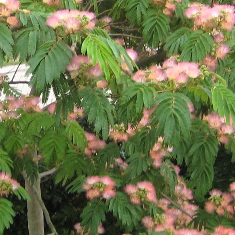 Albizia julibrissin Tropical Dream - Seidenakazie (Laub)