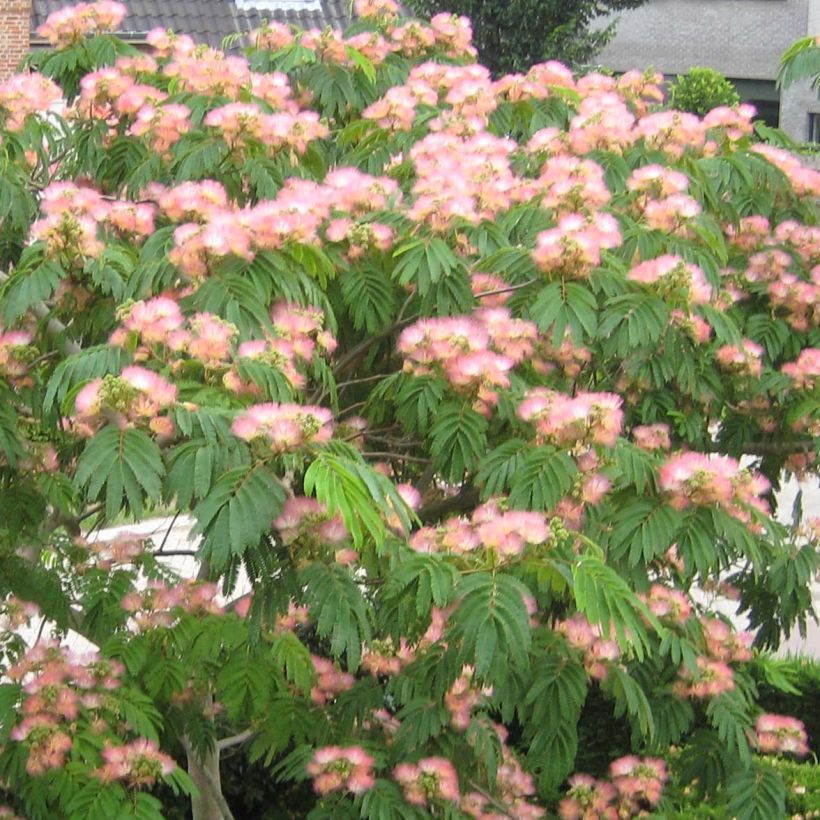 Albizia julibrissin Tropical Dream - Seidenakazie (Blüte)