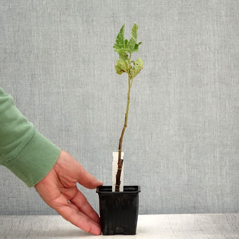 Exemplar von Alcalthaea suffrutescens Parkallee - Halbstrauchige Stockrose Kleine Töpfe von 8/9 cm wie im Sommer geliefert