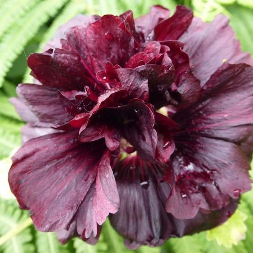 Alcea rosea Chater's Double Purple - Gewöhnliche Stockrose (Blüte)