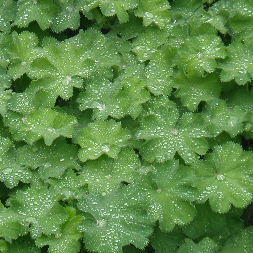 Alchemilla mollis - Weicher Frauenmantel (Laub)