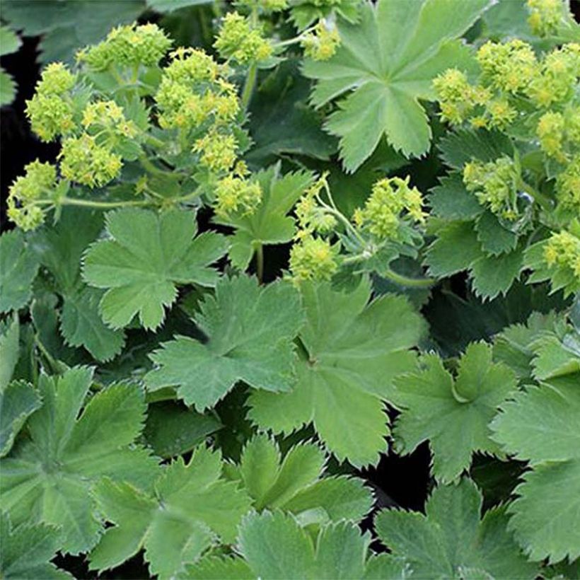 Alchemilla sericata Gold Strike - Frauenmantel (Laub)