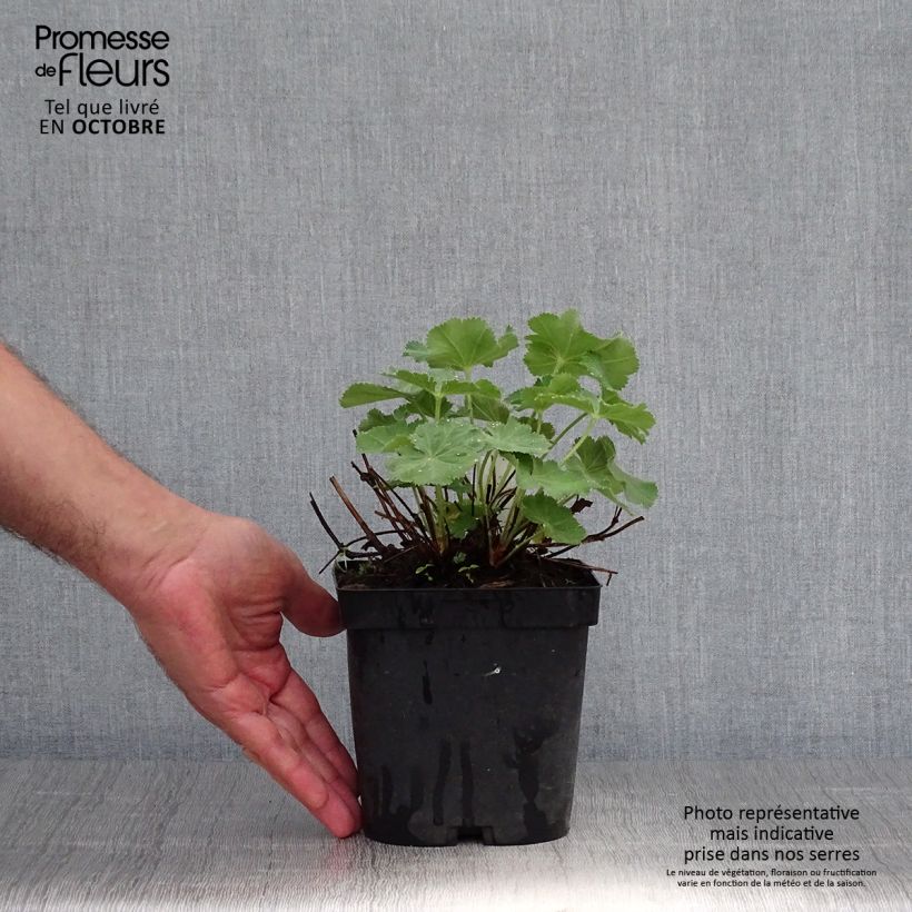 Exemplar von Alchemille Thriller - Alchemilla mollis Pot de 2L/3L wie im Herbst geliefert