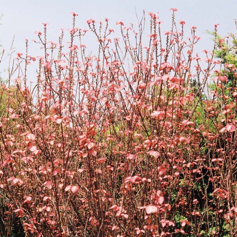 Alchornea davidii (Hafen)