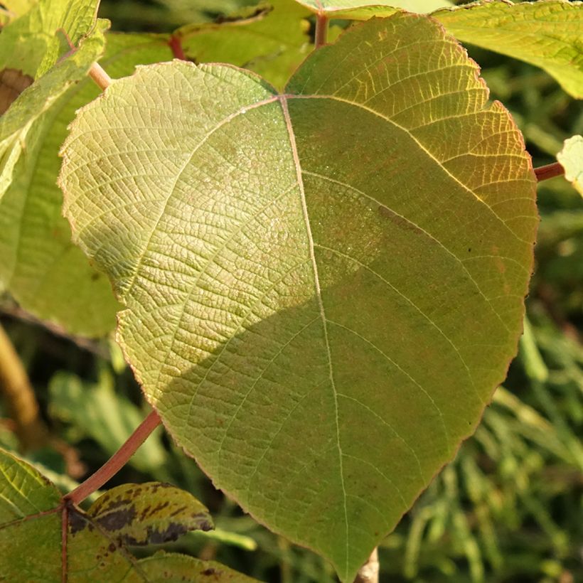 Alchornea davidii (Laub)