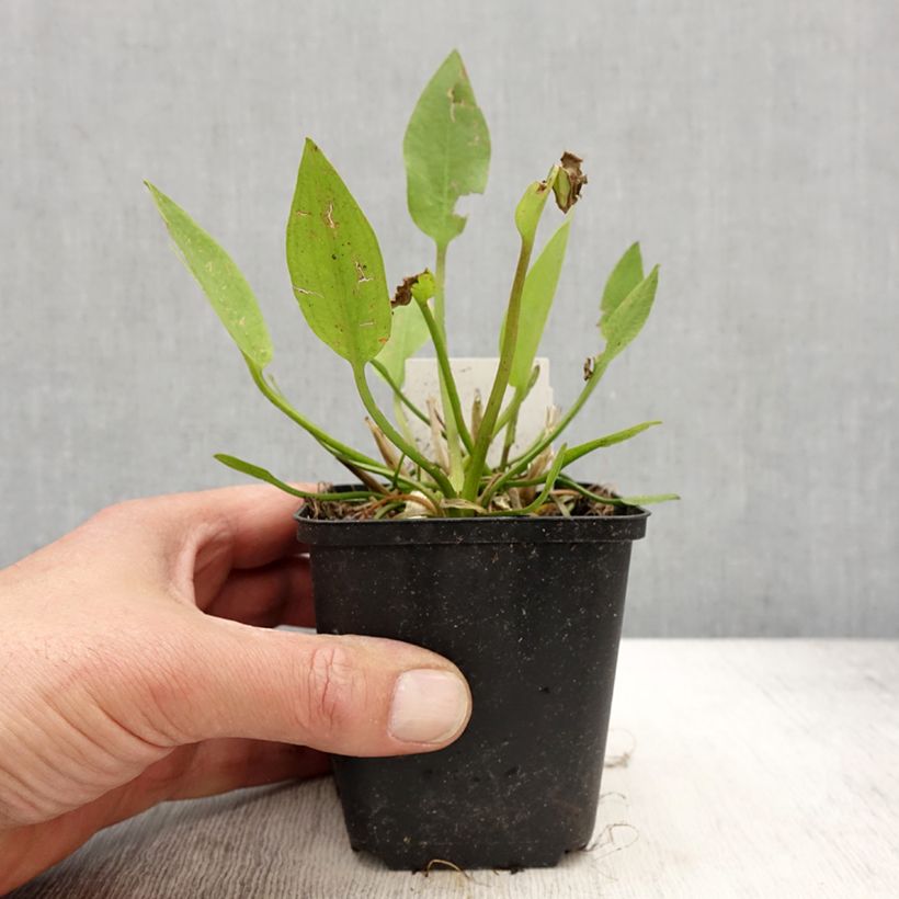 Exemplar von Alisma lanceolatum - Lanzettlicher Froschlöffel Kleine Töpfe von 8/9 cm wie im Frühjahr geliefert