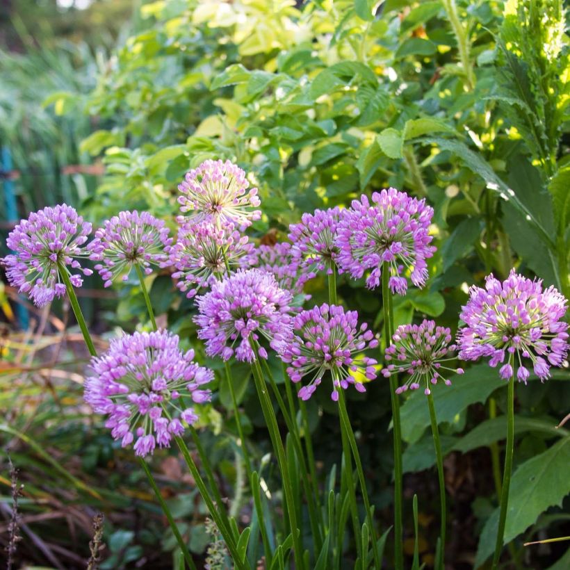 Allium Millenium - Zierlauch (Blüte)