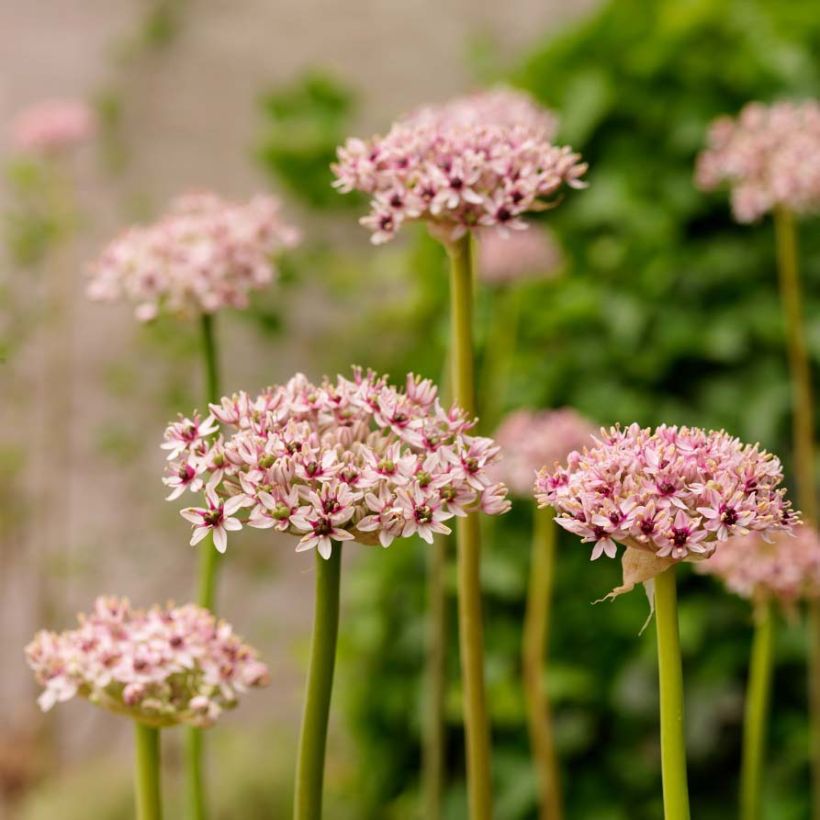 Allium Red Eye - Zierlauch (Blüte)