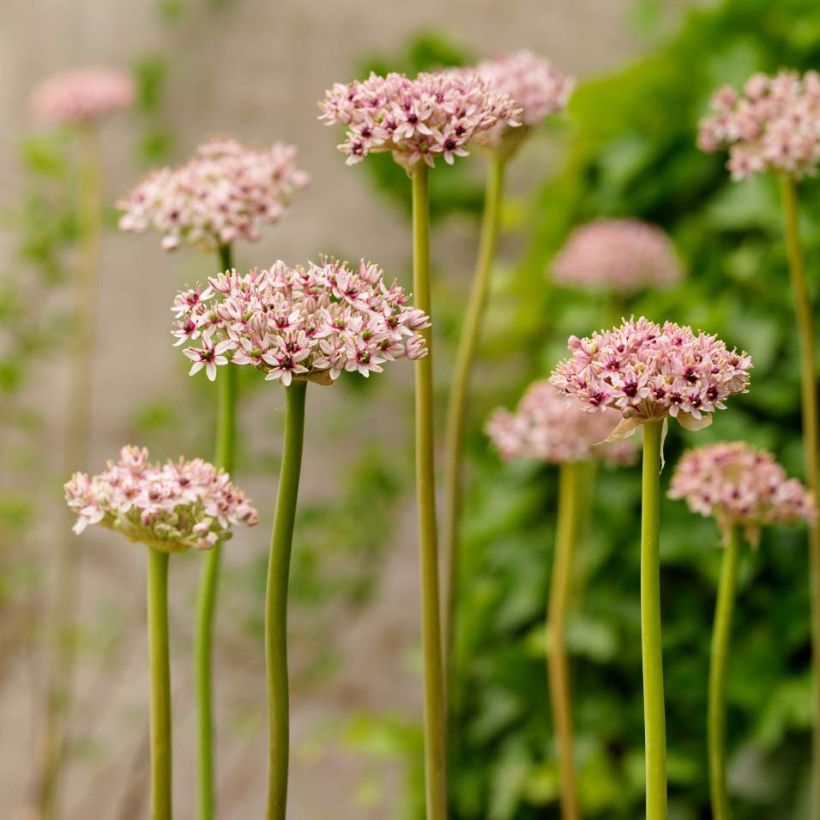 Allium Red Eye - Zierlauch (Hafen)