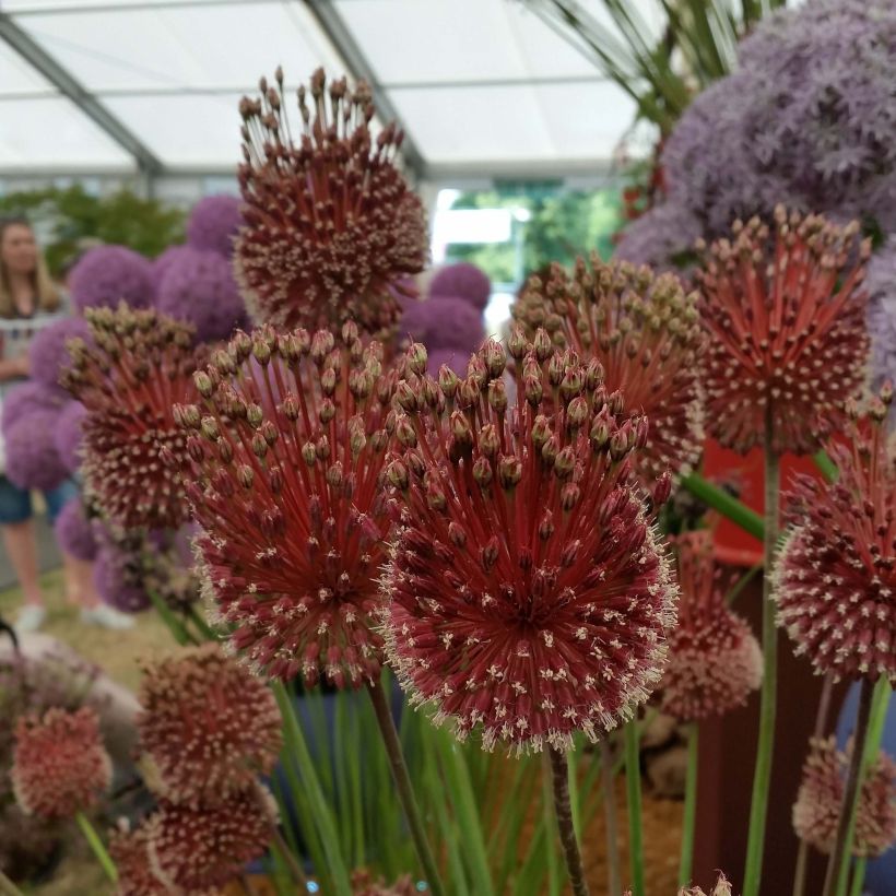 Allium amethystinum Red Mohican - Zierlauch (Blüte)