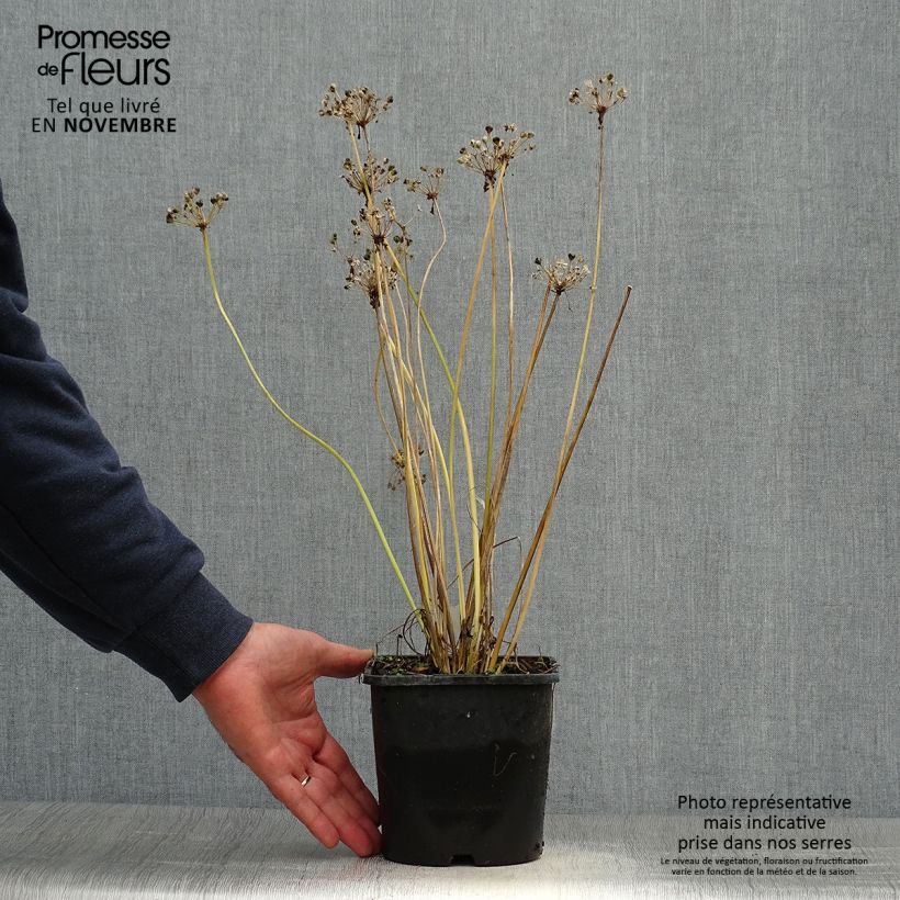 Exemplar von Allium tuberosum Cliffs of Dover - Ail d'ornement - Pot de 2L/3L wie im Herbst geliefert