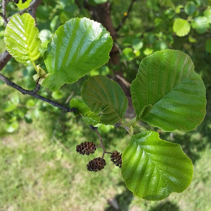 Alnus glutinosa - Schwarz-Erle (Laub)