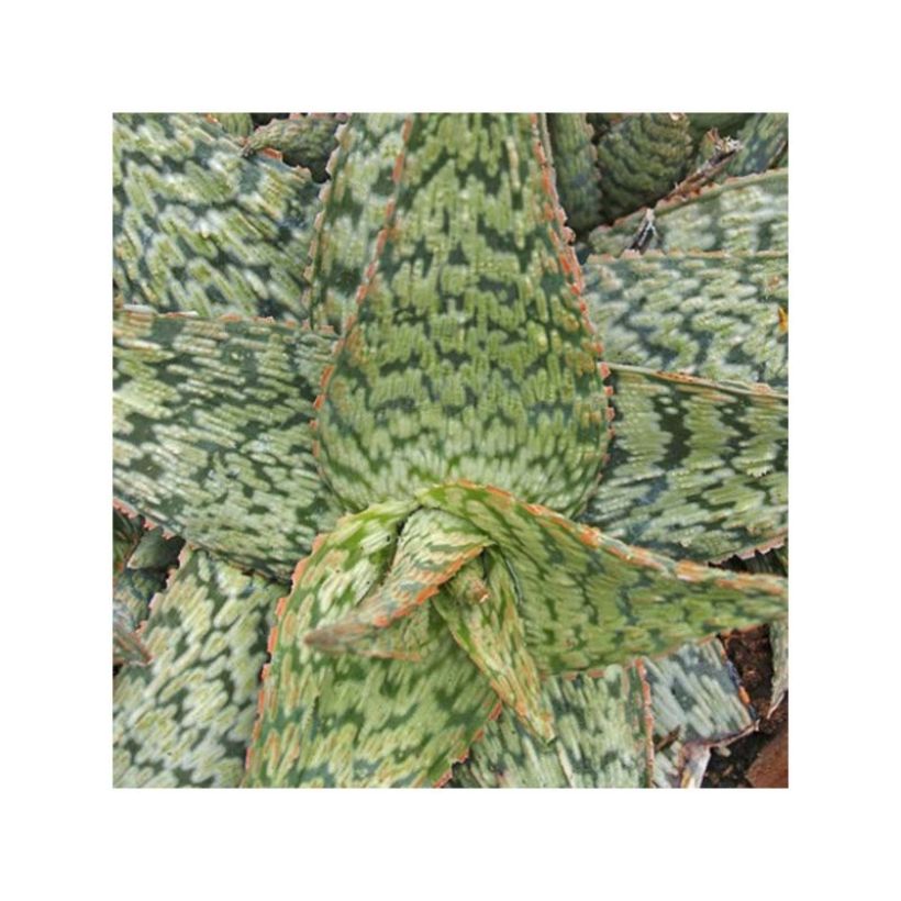 Aloe rauhii Cleopatra (Laub)