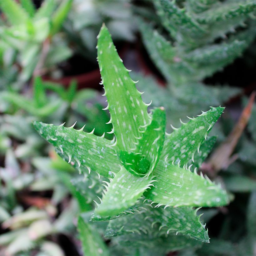 Aloe squarrosa (Laub)