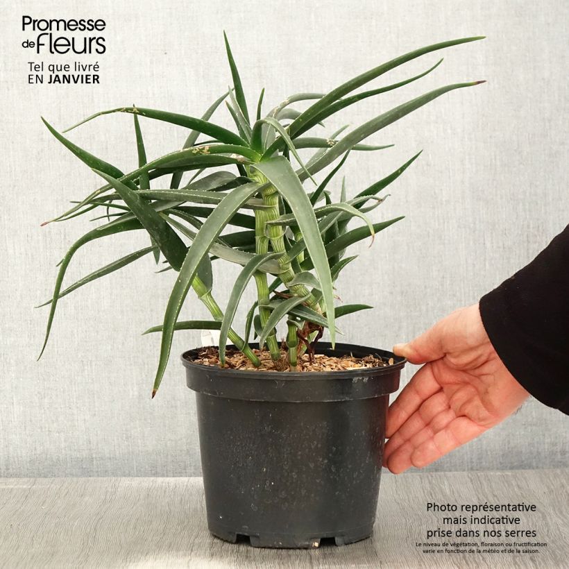 Exemplar von Aloe striatula - Aloès arbustif Pot de 2L/3L wie im Winter geliefert