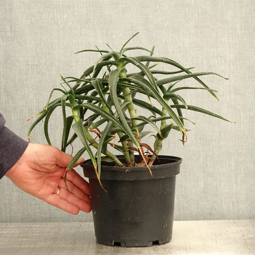 Exemplar von Aloe striatula - Aloès arbustif Pot de 2L/3L wie im Frühjahr geliefert