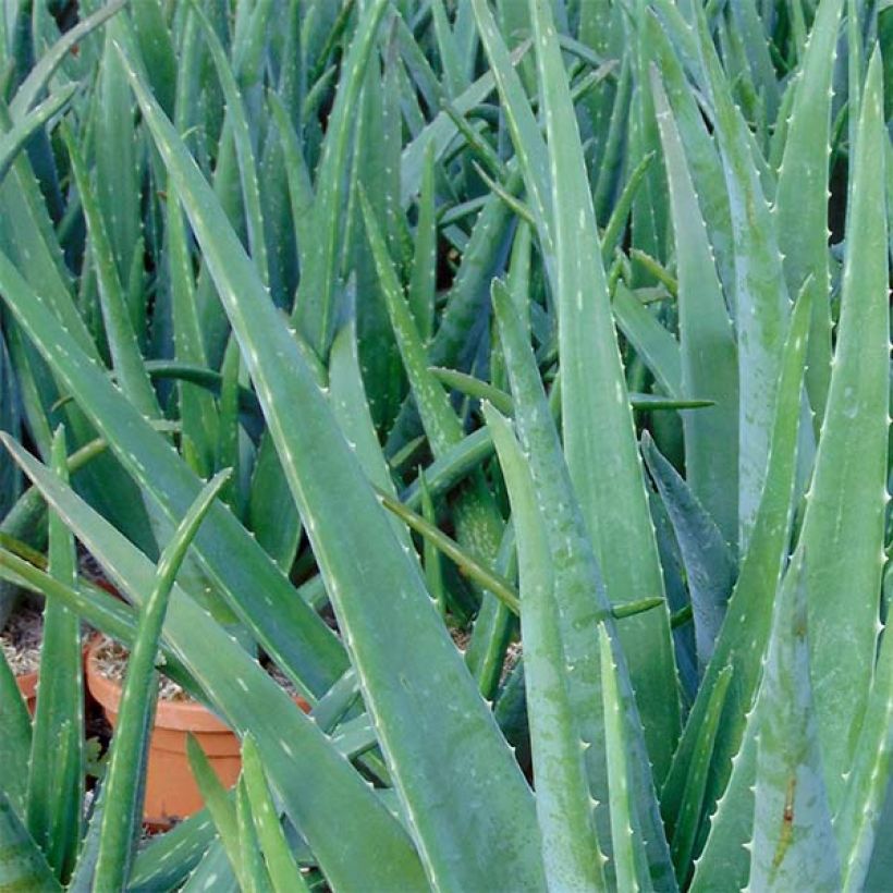 Aloe vera - Echte Aloe (Laub)