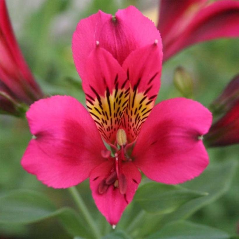 Alstroemeria Duc d'Anjou Arthur - Inkalilie (Blüte)