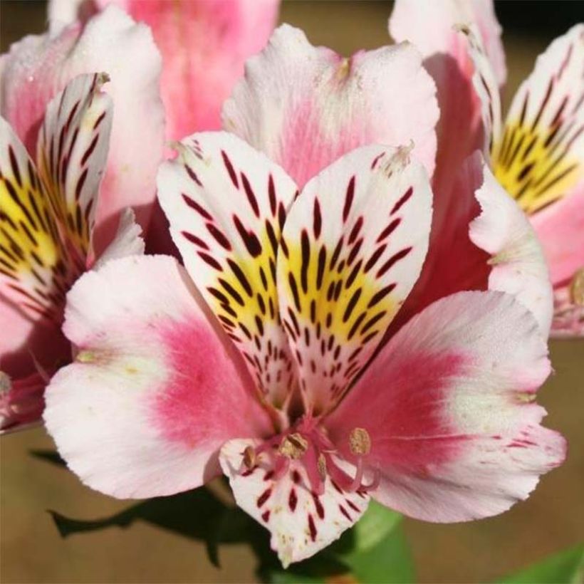 Alstroemeria Duc d'Anjou William - Inkalilie (Blüte)