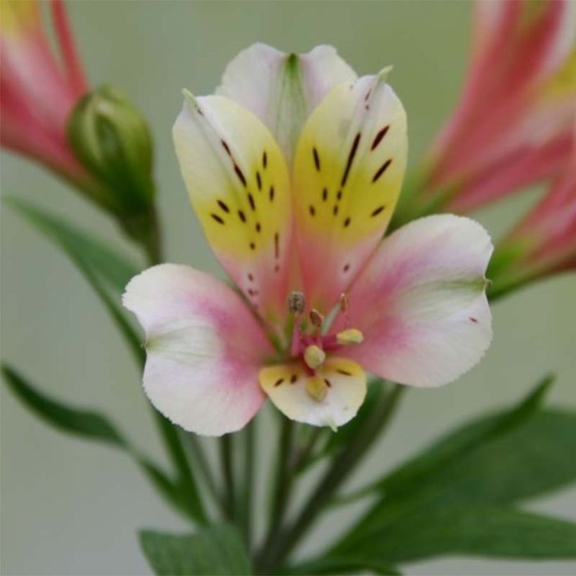 Alstroemeria Duchesses Anne - Inkalilie (Blüte)