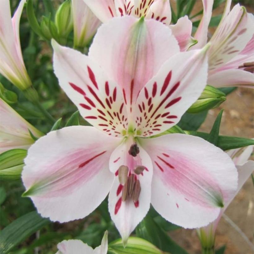 Alstroemeria Duchesses Béatrice - Inkalilie (Blüte)