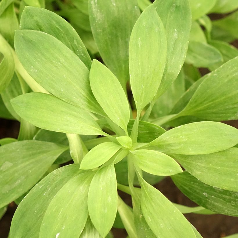 Alstroemeria Duchesses Béatrice - Inkalilie (Laub)