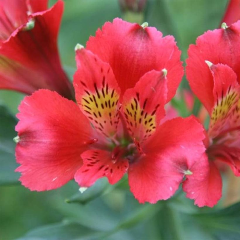 Alstroemeria Duchesses Diane - Inkalilie (Blüte)