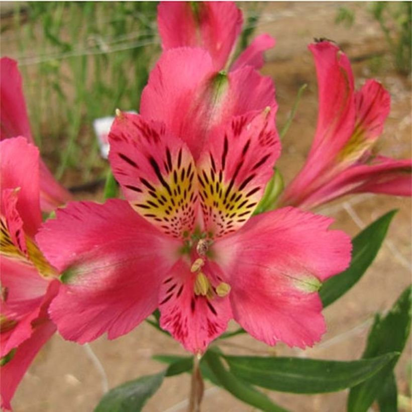 Alstroemeria Duchesses Isabelle - Inkalilie (Blüte)