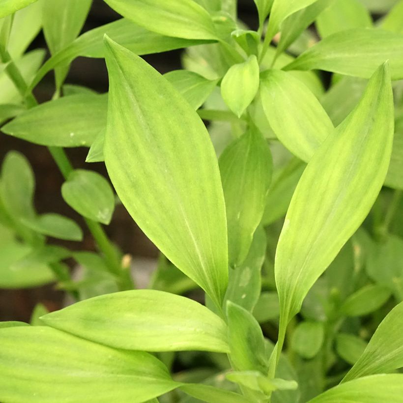 Alstroemeria Majestic Layon - Inkalilie (Laub)