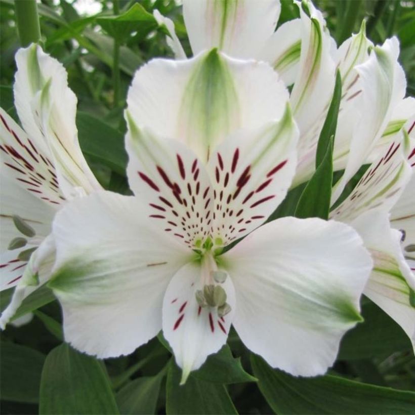 Alstroemeria Majestic Mazé - Inkalilie (Blüte)