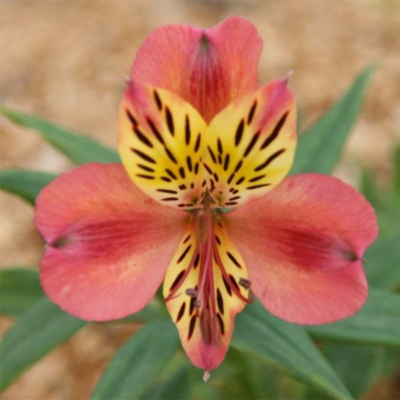 Alstroemeria Majestic Avrillé - Inkalilie (Blüte)