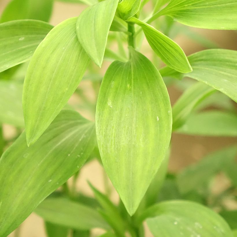 Alstroemeria Majestic Brissac - Inkalilie (Laub)