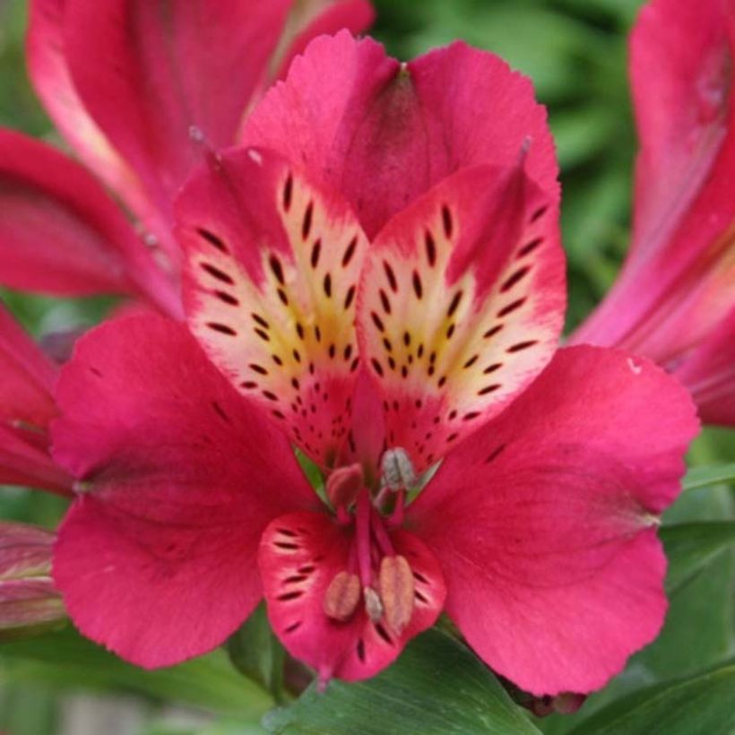 Alstroemeria Pitchounes Gaspard - Inkalilie (Blüte)