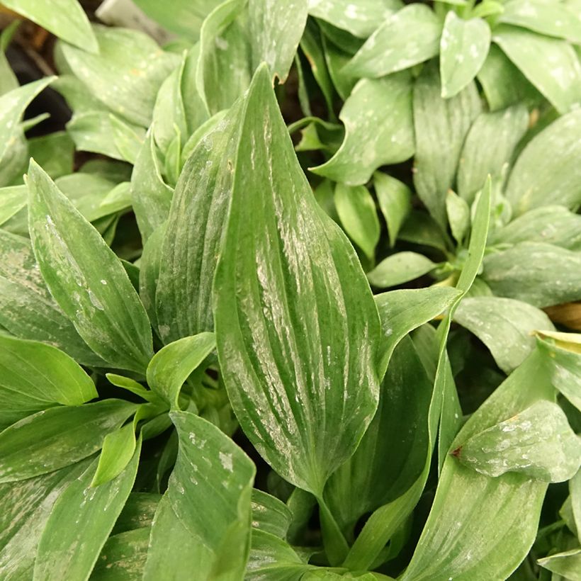 Alstroemeria Pitchounes Lola - Inkalilie (Laub)