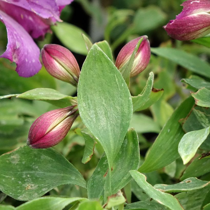 Alstroemeria Pitchounes Lucas - Inkalilie (Laub)