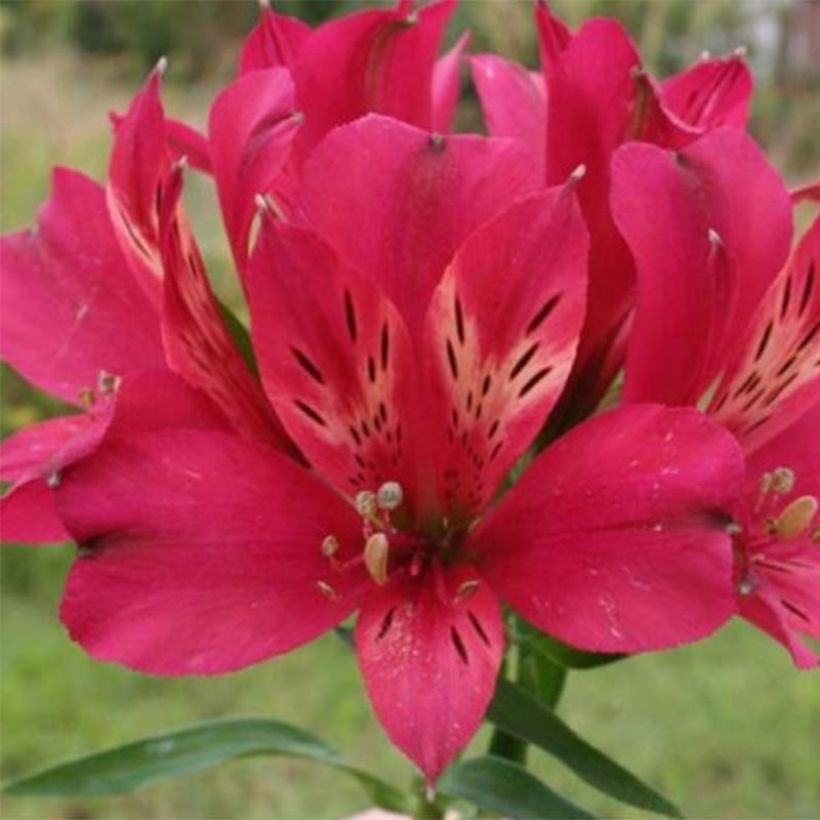 Alstroemeria Pitchounes Timoté - Inkalilie (Blüte)