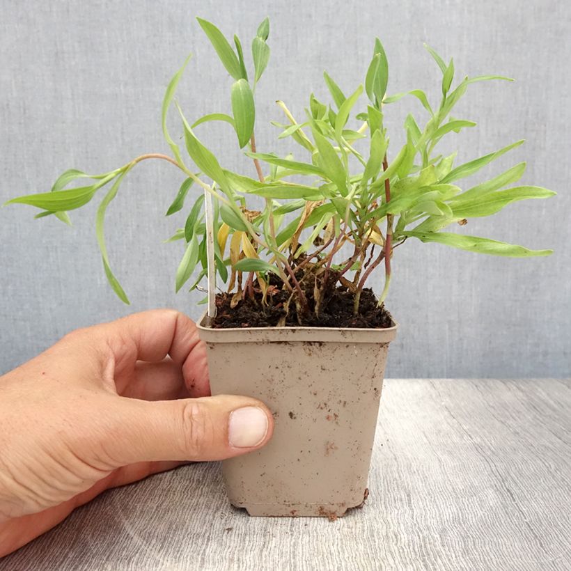 Exemplar von Alstroemeria aurea Orange King - Lys des Incas Godet de 8/9 cm wie im Sommer geliefert