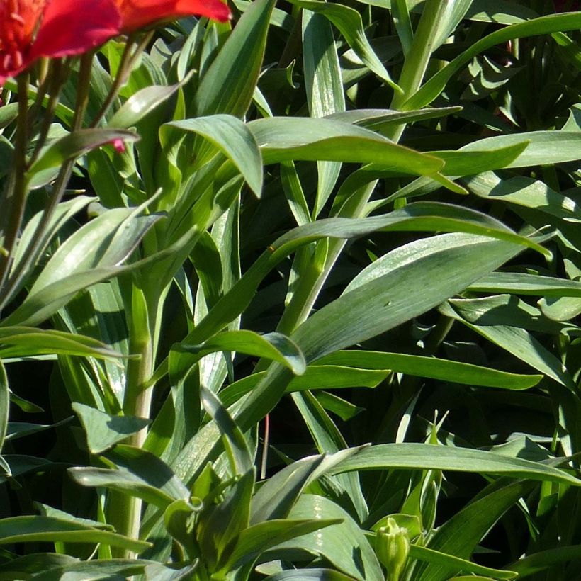 Alstroemeria Summer Paradise Summer Red - Inkalilie (Laub)