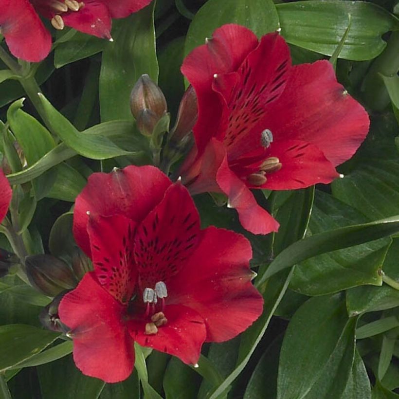 Alstroemeria Inticancha Red ou Valentino - Inkalilie (Blüte)