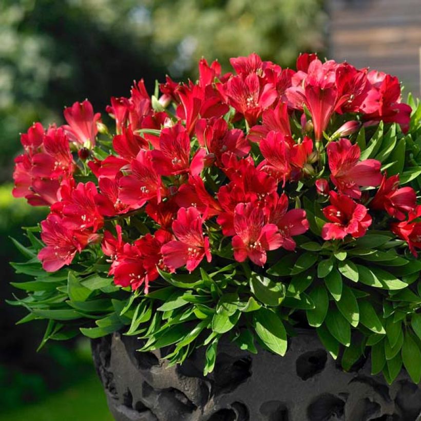 Alstroemeria Inticancha Red ou Valentino - Inkalilie (Hafen)