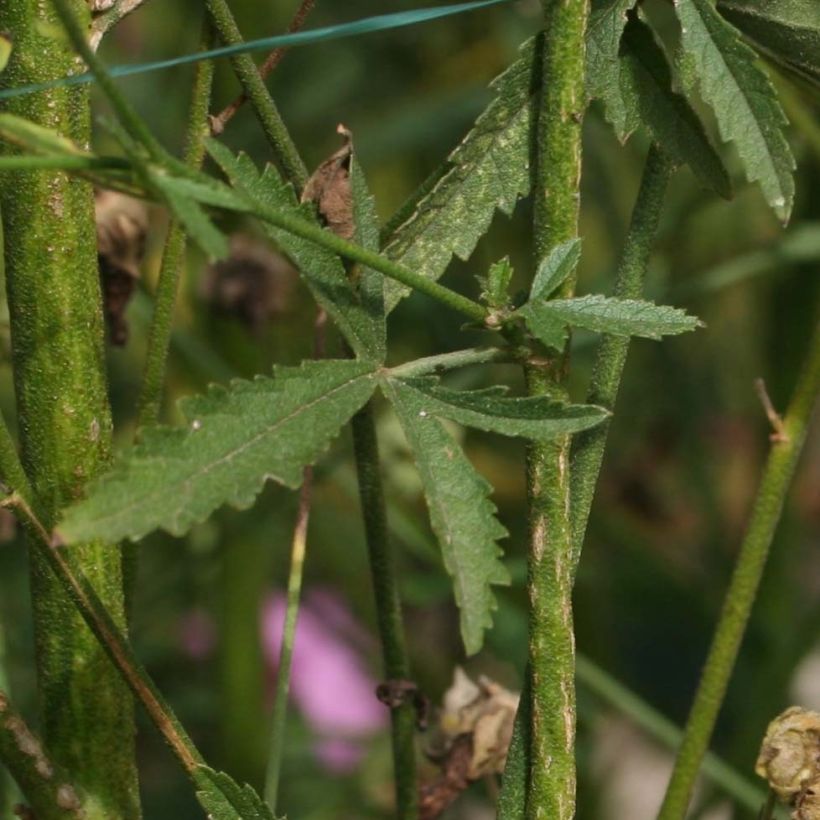 Althaea cannabina - Hanf-Stockmalve (Laub)