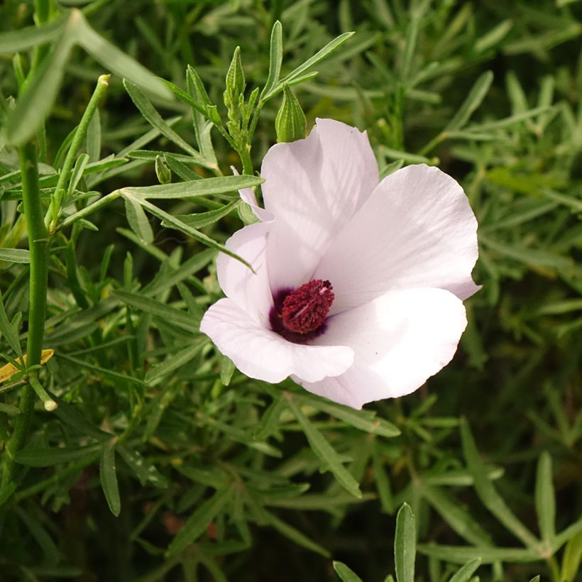 Alyogyne cuneiformis - Blauer Hibiskus (Blüte)