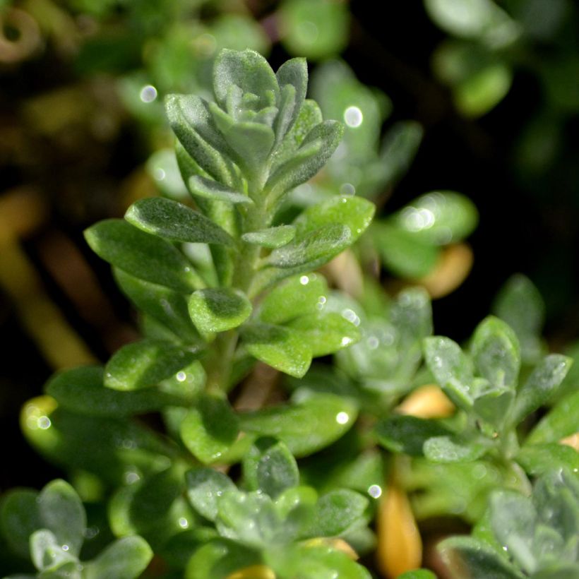 Alyssum montanum Berggold - Berg-Steinkresse (Laub)